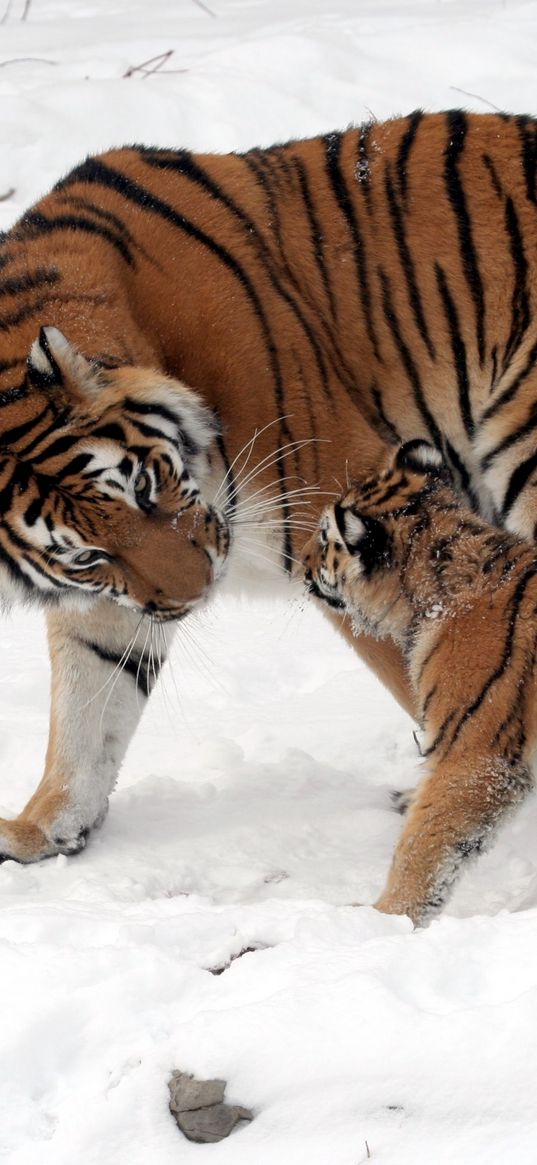 tiger, cub, snow, soft, walk