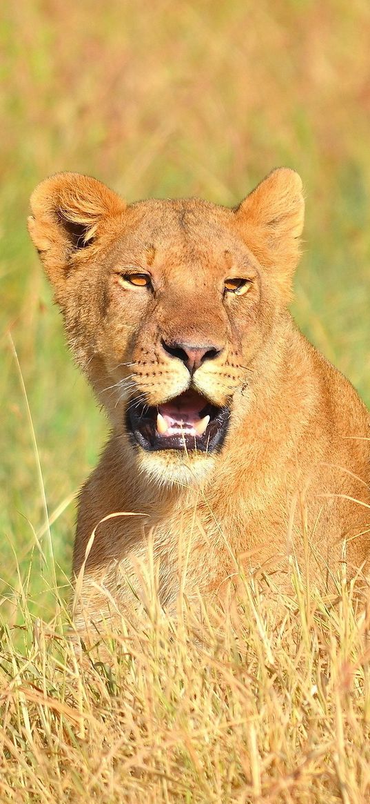 lion, face, mouth open, grass, predator