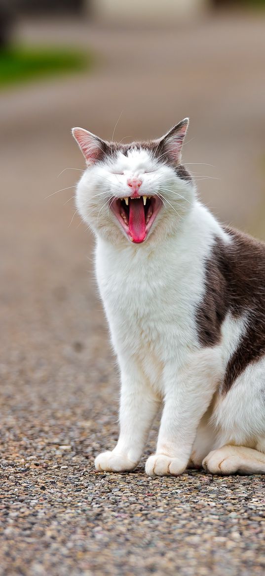 cat, grass, flowers, asphalt, open mouth