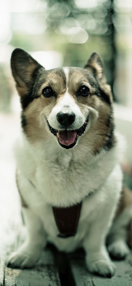 dogs, happy, bench, sit, open mouth