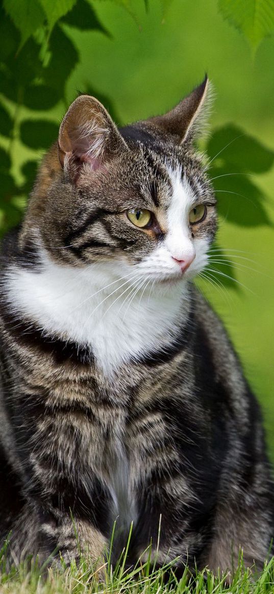 cat, fat, grass, sit