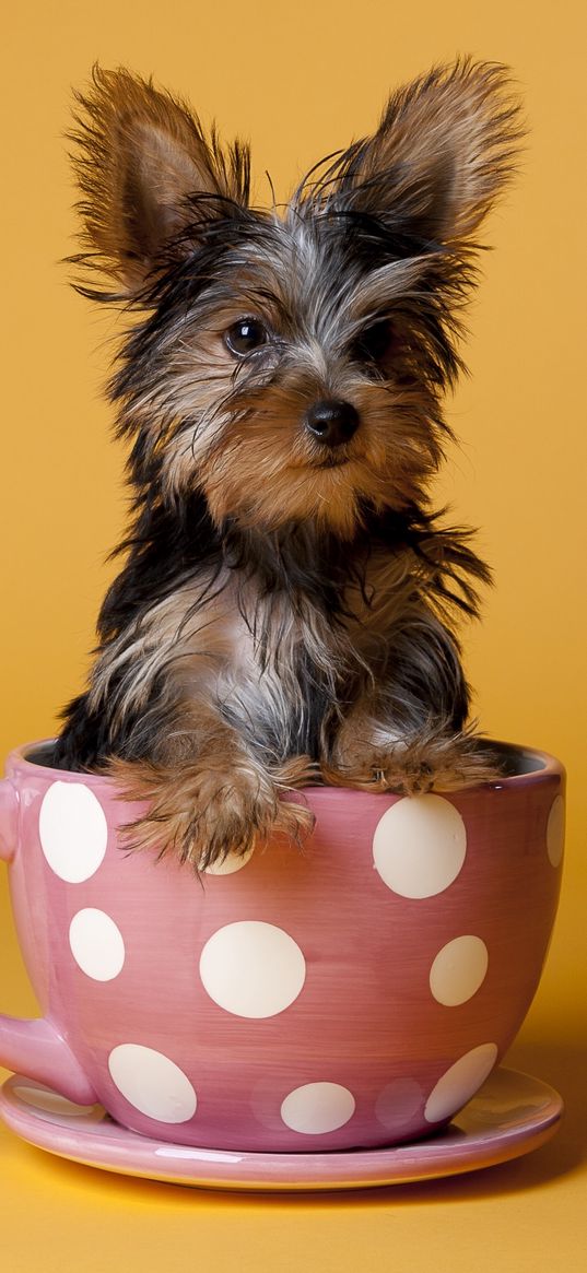 yorkshire terrier, cup, puppy, dog, sit