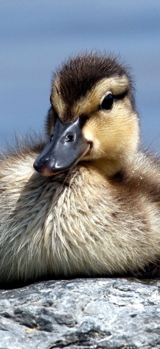 duck, rocks, cub