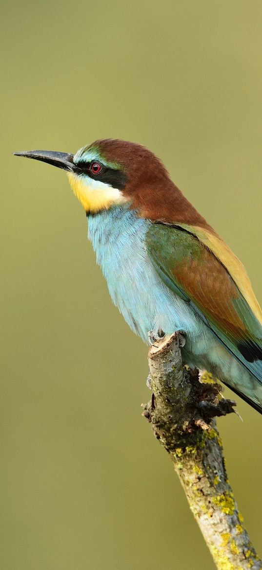 poultry, bee-eater, golden bee-eater, branch