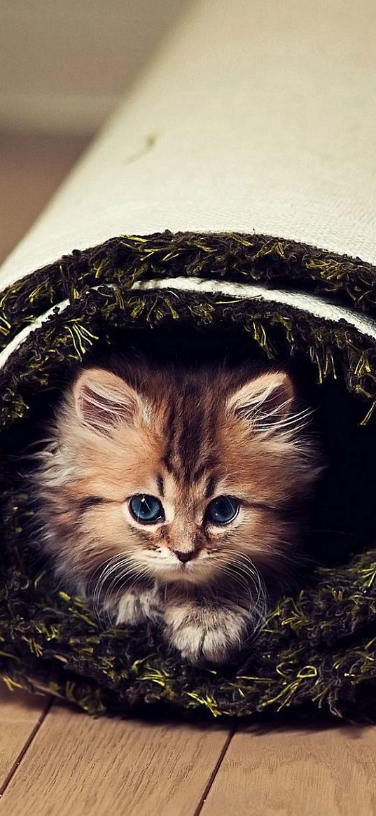 cat, fluffy, look, carpet, twisted