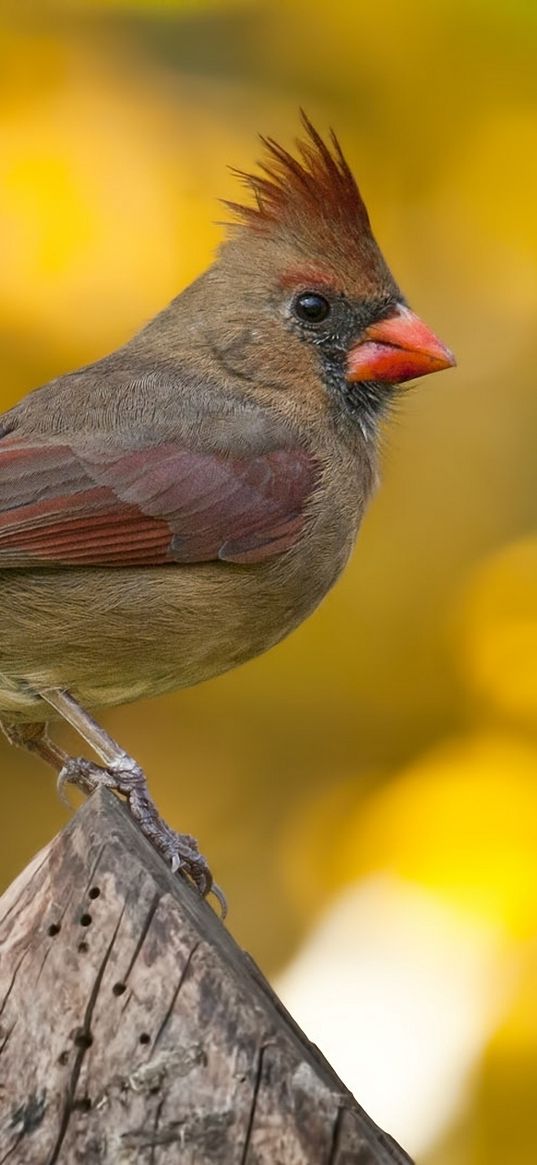 cardinal, bird, branch, blurring