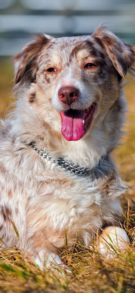 australian shepherd, grass, dog, lying