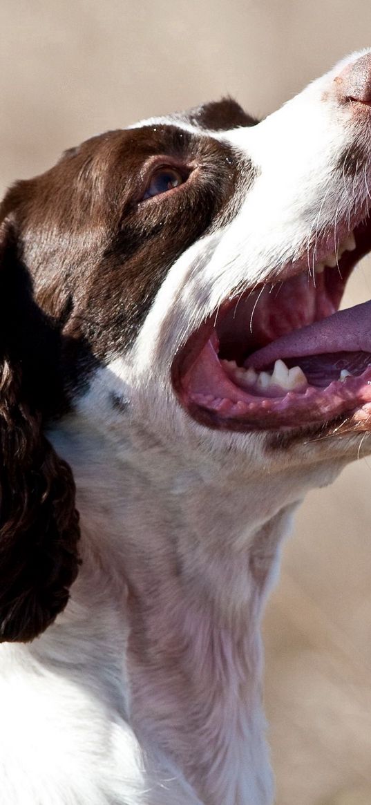 dogs, face, protruding tongue, spotted