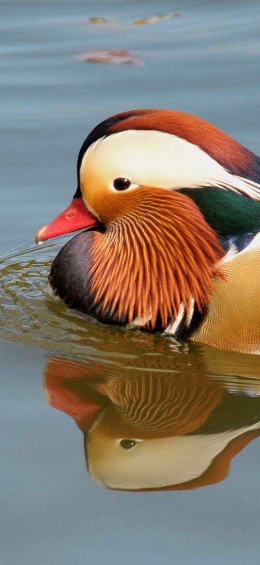 mandarin duck, bird, water, river, swim