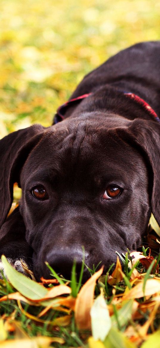 dog, retriever, face, grass, lie