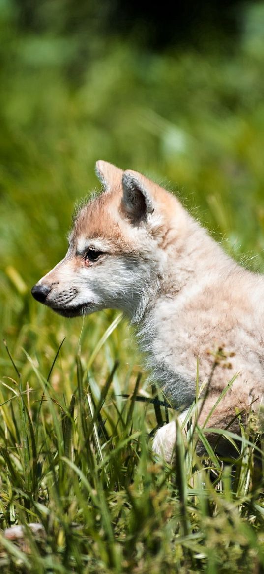 wolf, baby, grass, walk