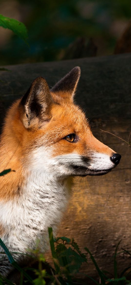 fox, timber, wood, watch