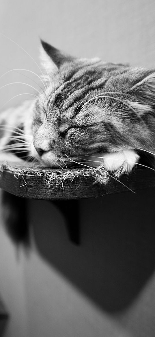 cat, lying, shelves, black and white