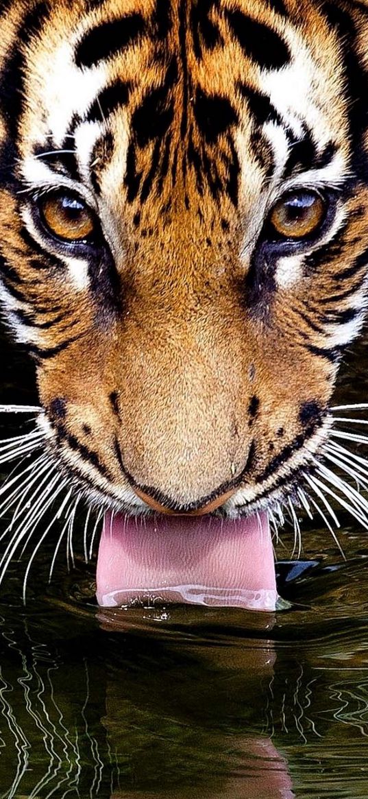 tiger, face, water, thirst, thirsty, tongue