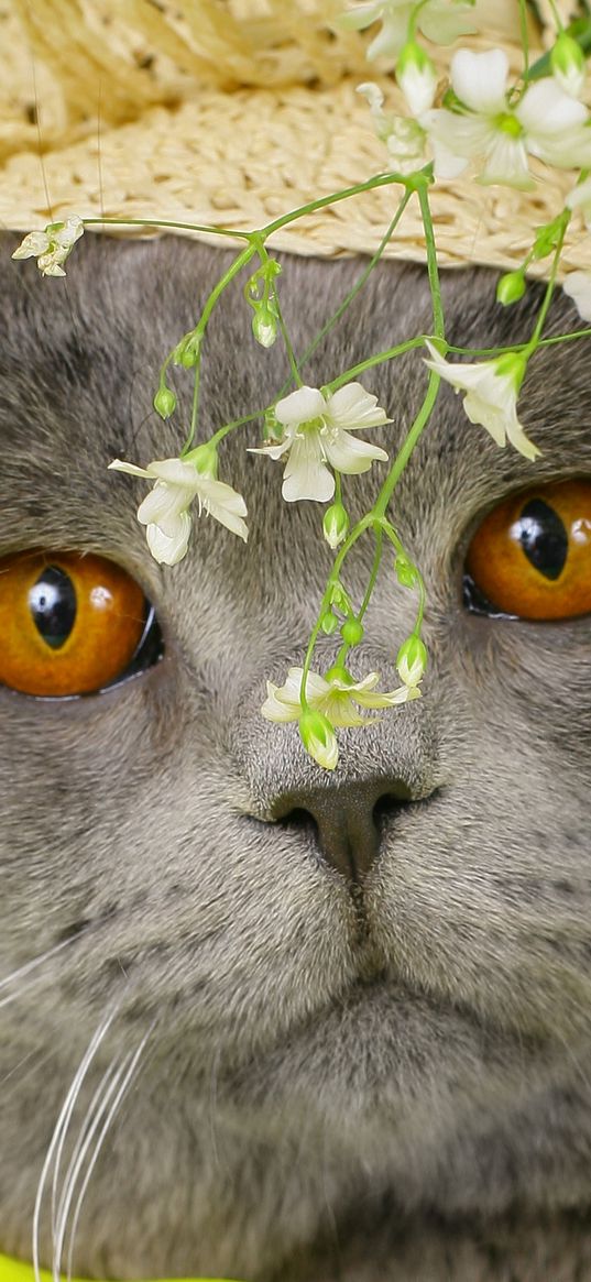 cat, face, briton, hat, flowers