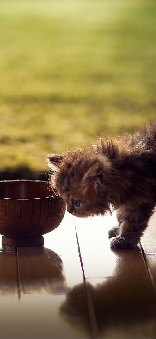 kitten, bowl, shadow, fluffy