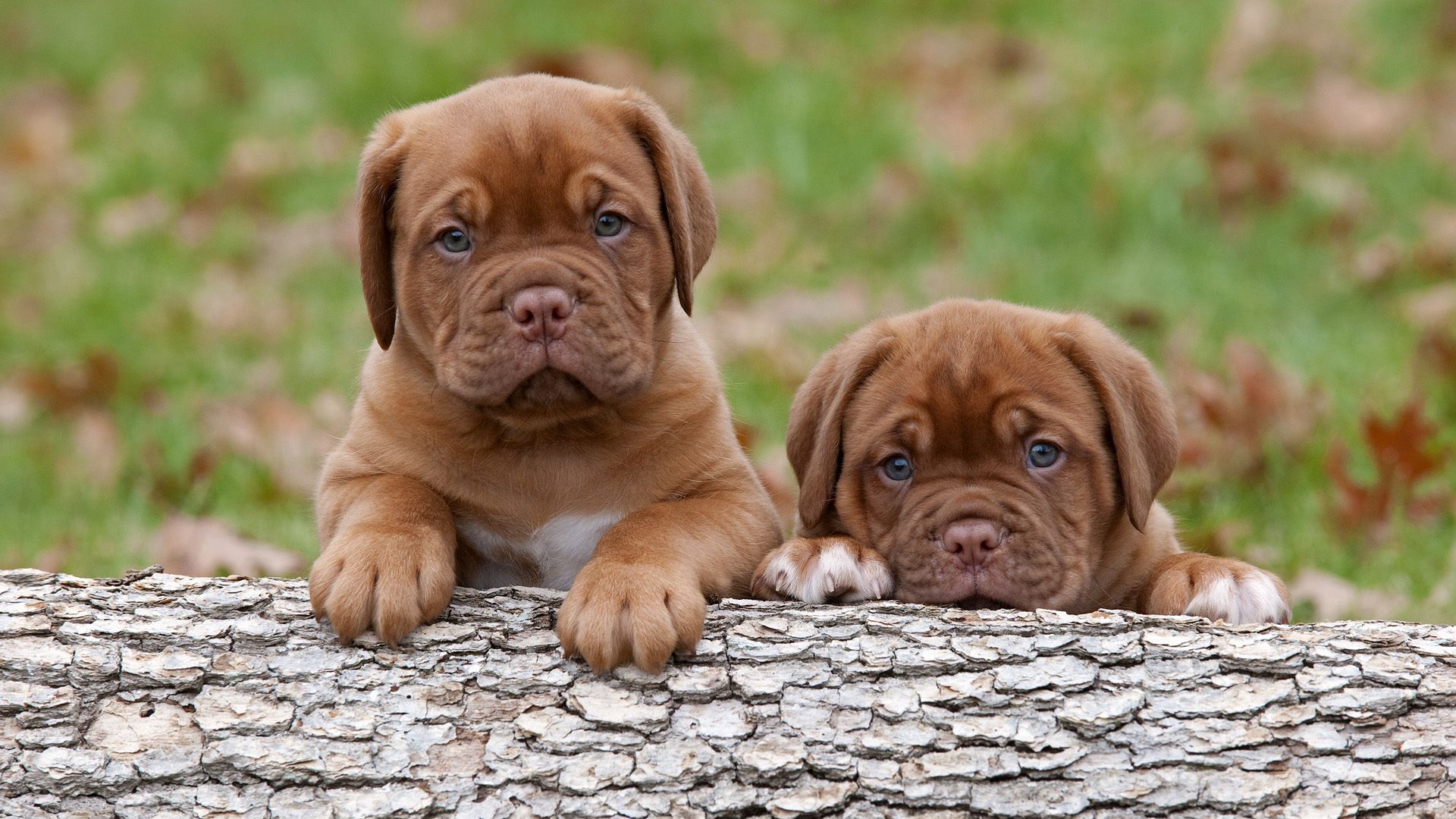 dogue de bordeaux, puppies, steam, timber, bark