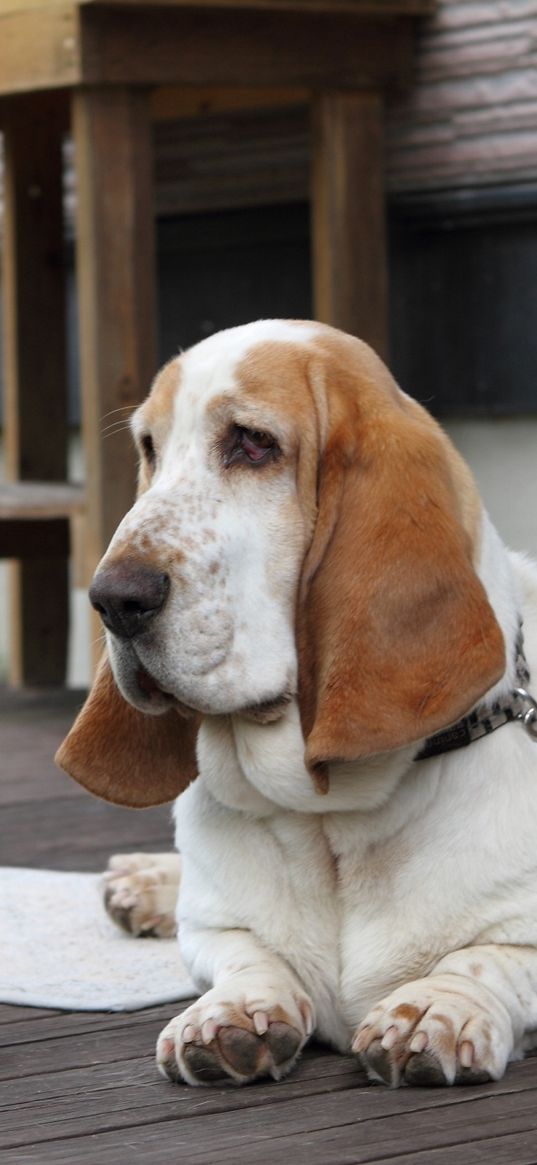 basset, dog, face, large ears, bowl