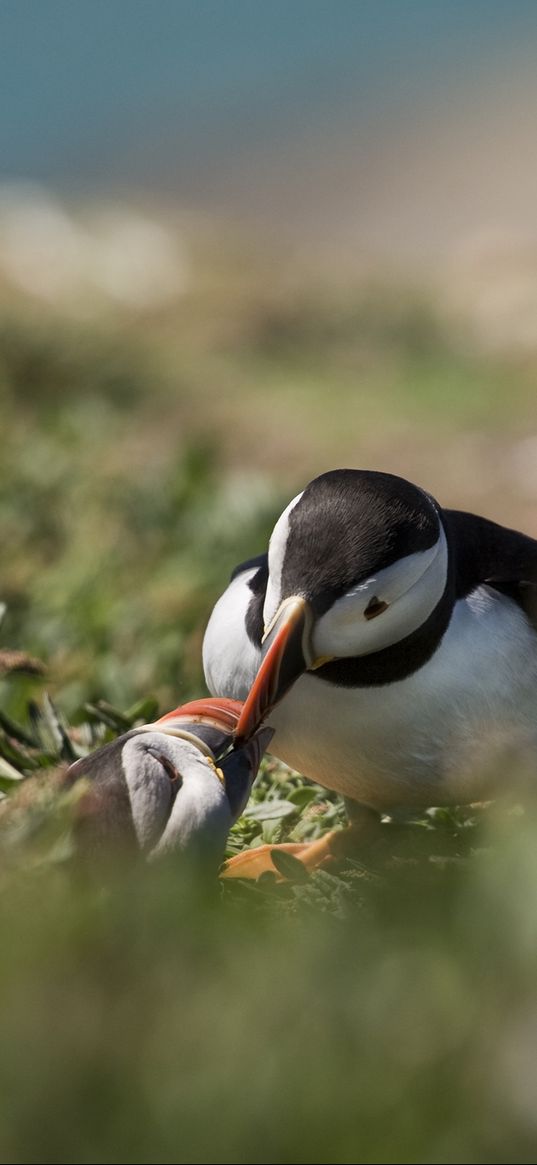 impasse, bird, grass, blurring