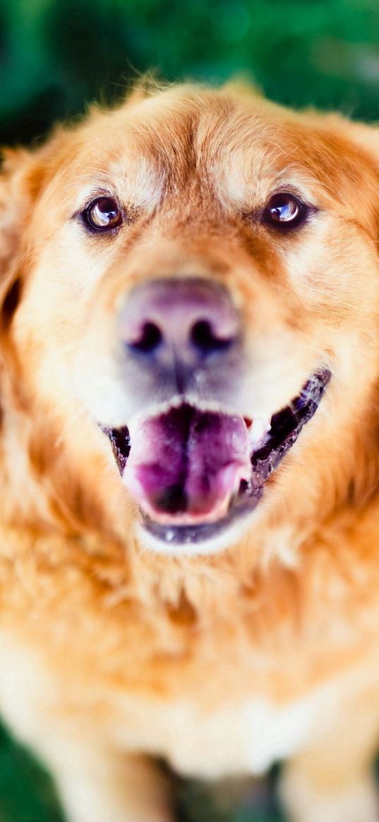 dog, face, eyes, open mouth