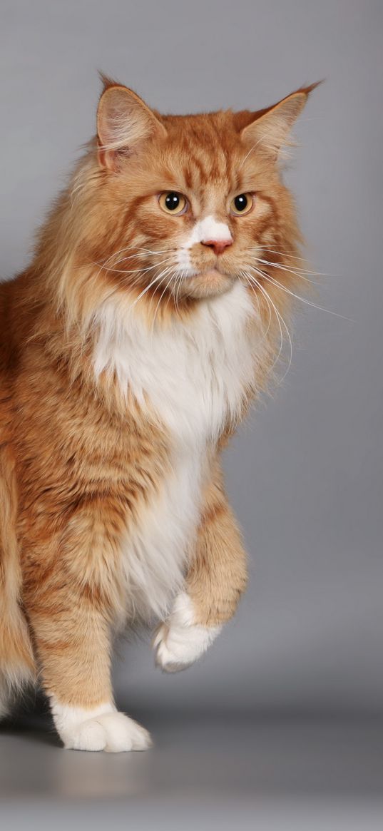 cat, fluffy, thick, maine coon