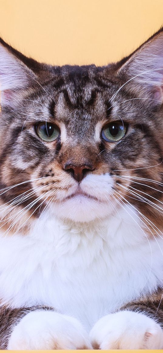 cat, maine coon, face, fat