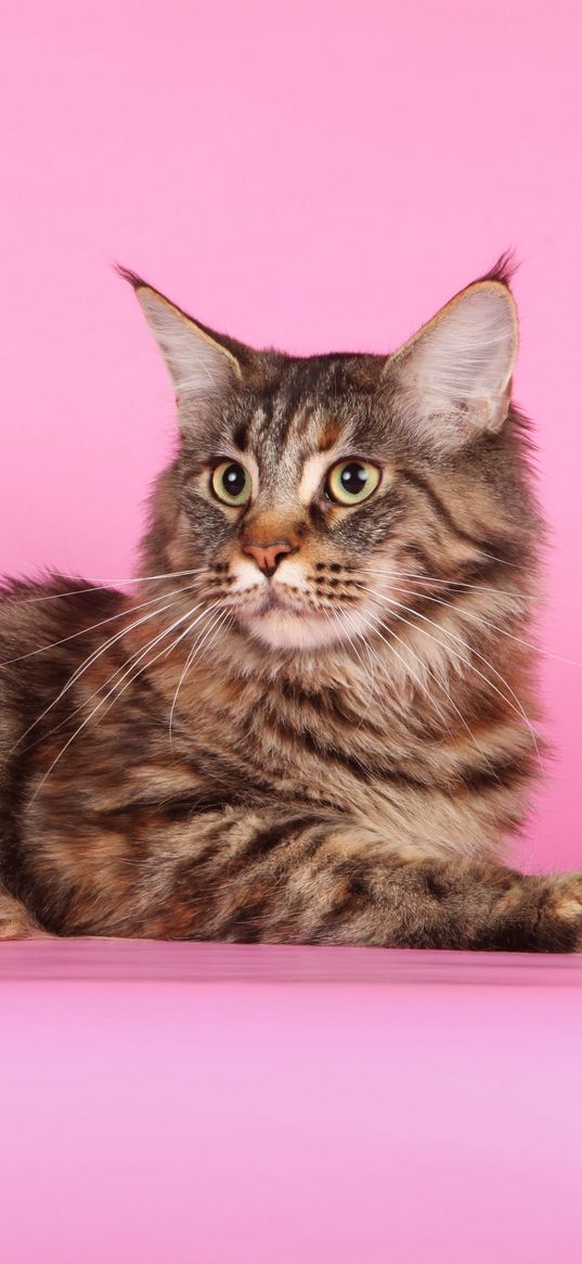 cat, maine coon, fluffy, thick, beautiful