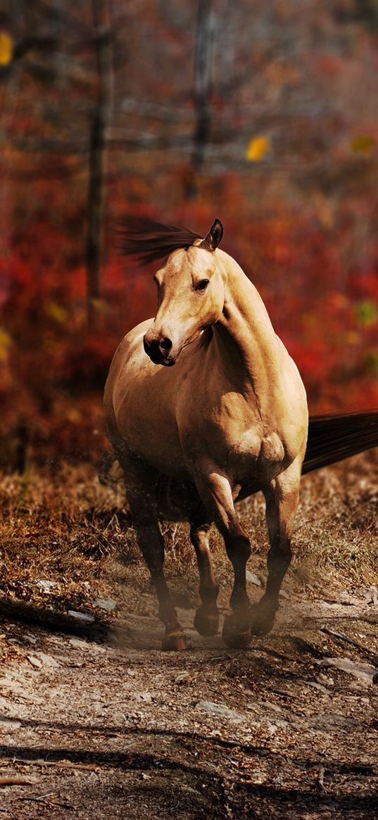 horse, field, grass, trail, running, wind