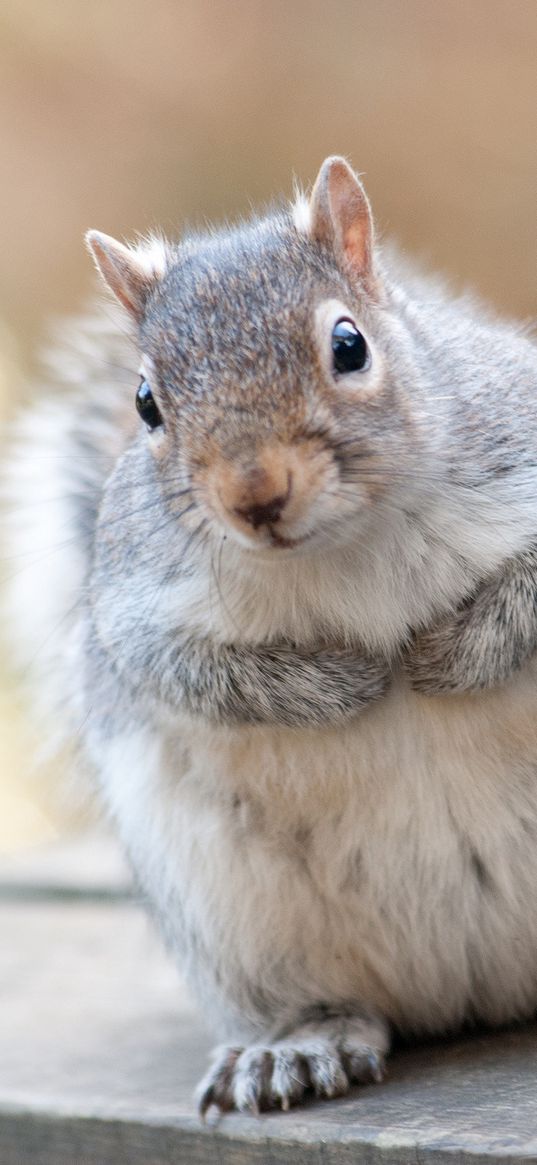 squirrel, animal, furry, thick