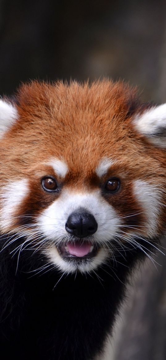 red panda, look, animal