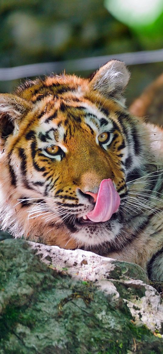 tiger, face, predator, tongue, wash