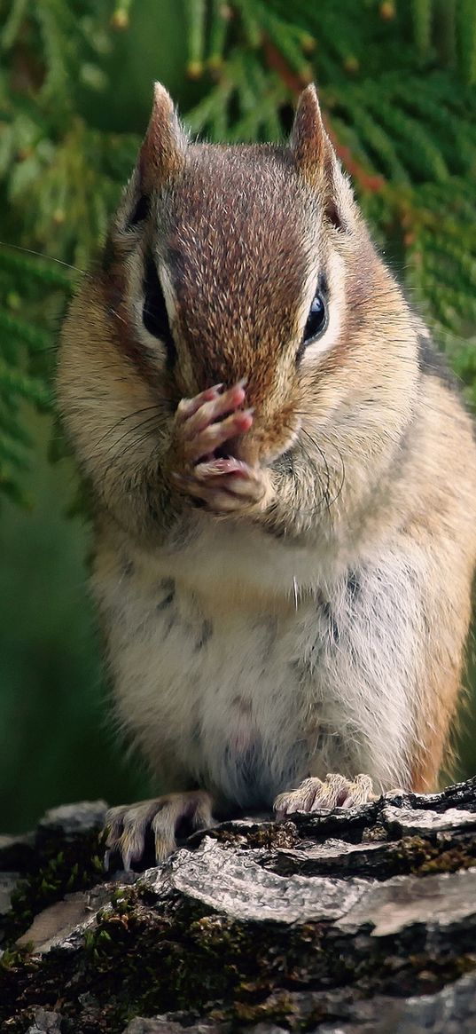 chipmunk, twig, bark, sit