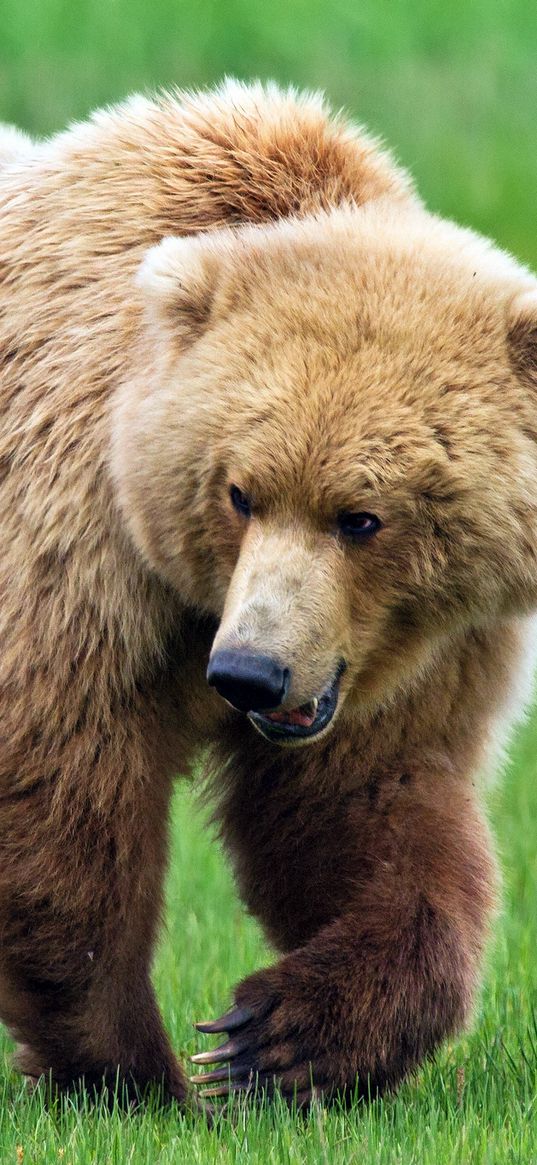 bear, grass, thick, walk