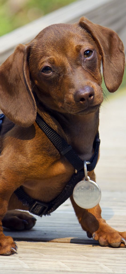 dachshund, puppy, dog, medal, award