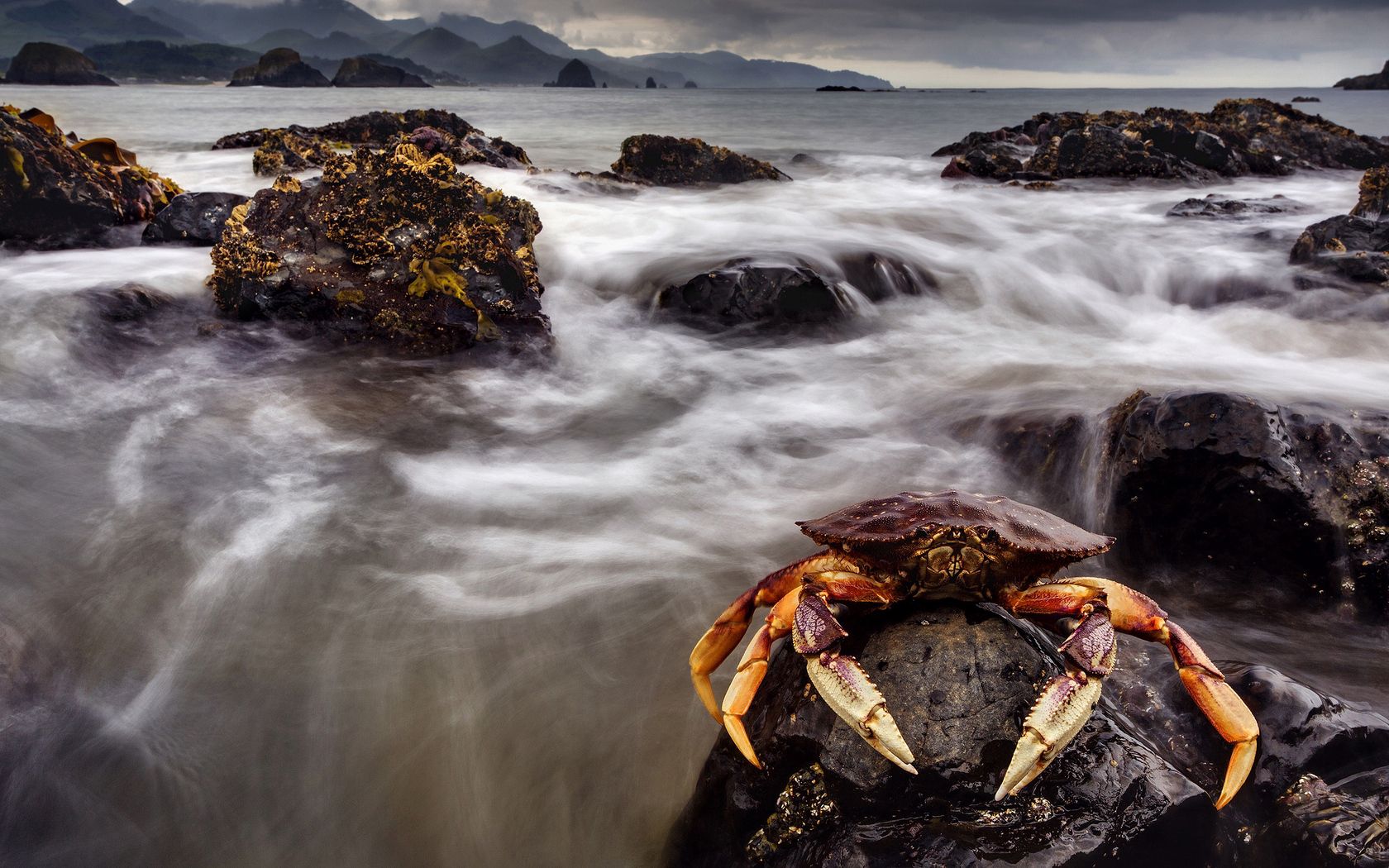 crab, sea, claws, stones