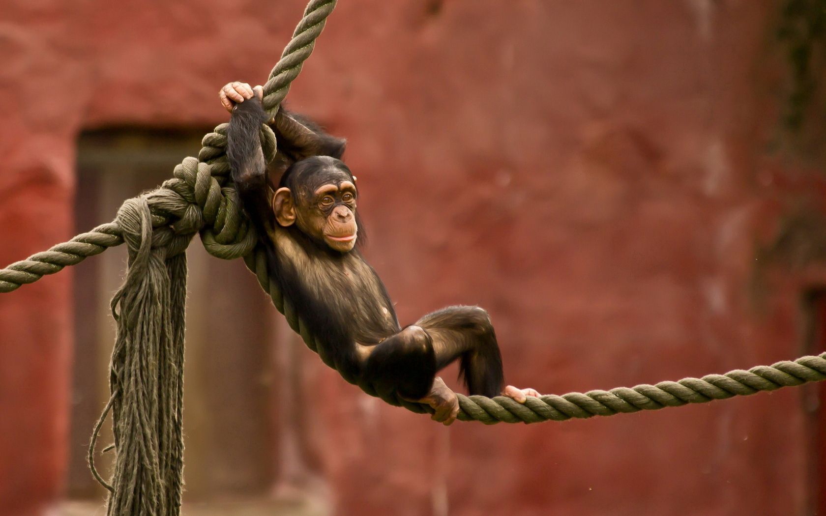 monkey, rope, entertainment