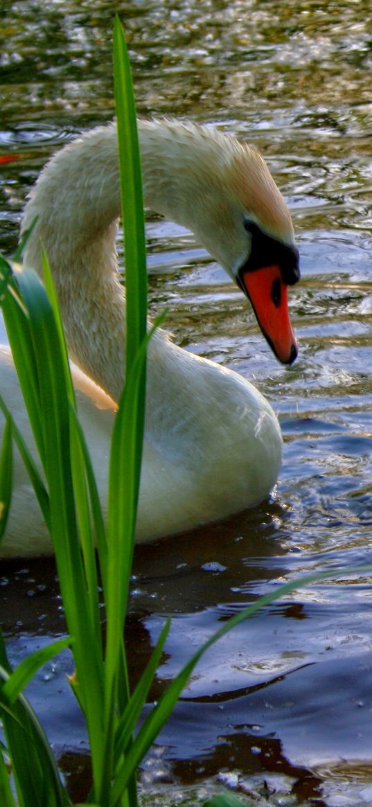 swan, cubs, swim, lake