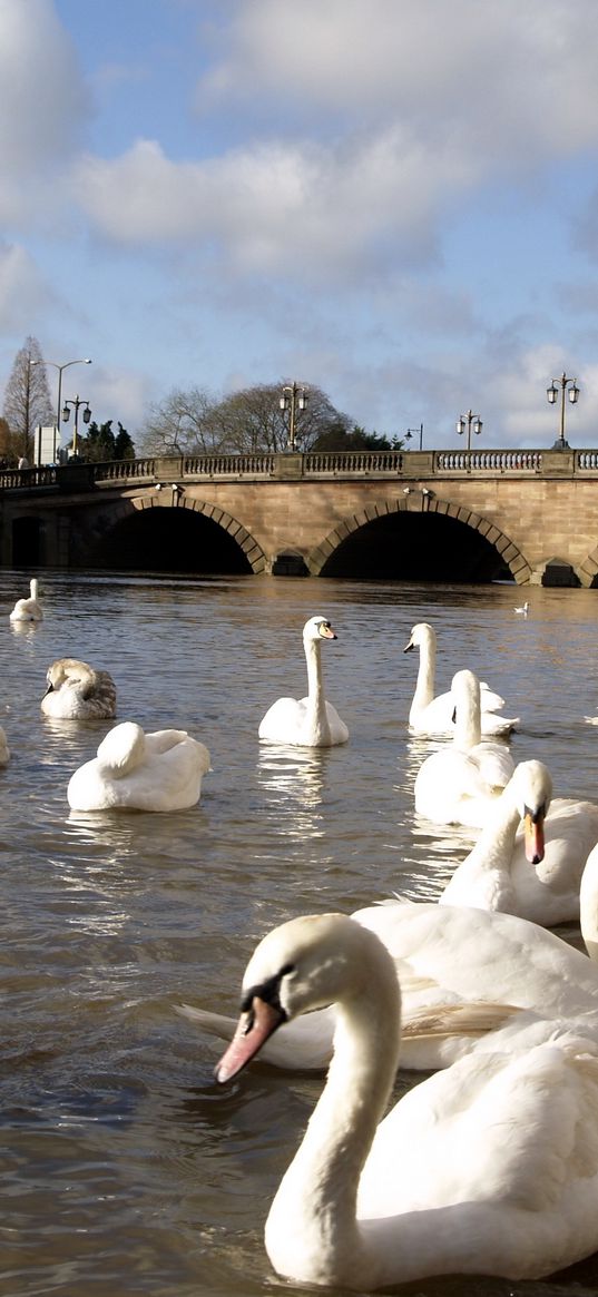 swans, river, bridge, many