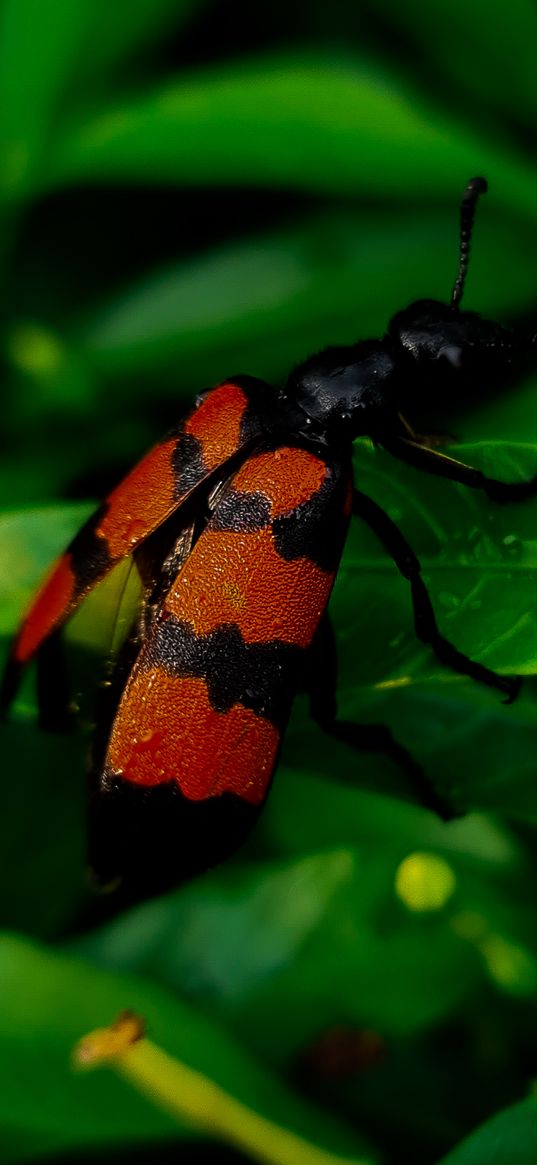 beetle, insect, green, leaf, tree, macro, orange, ant