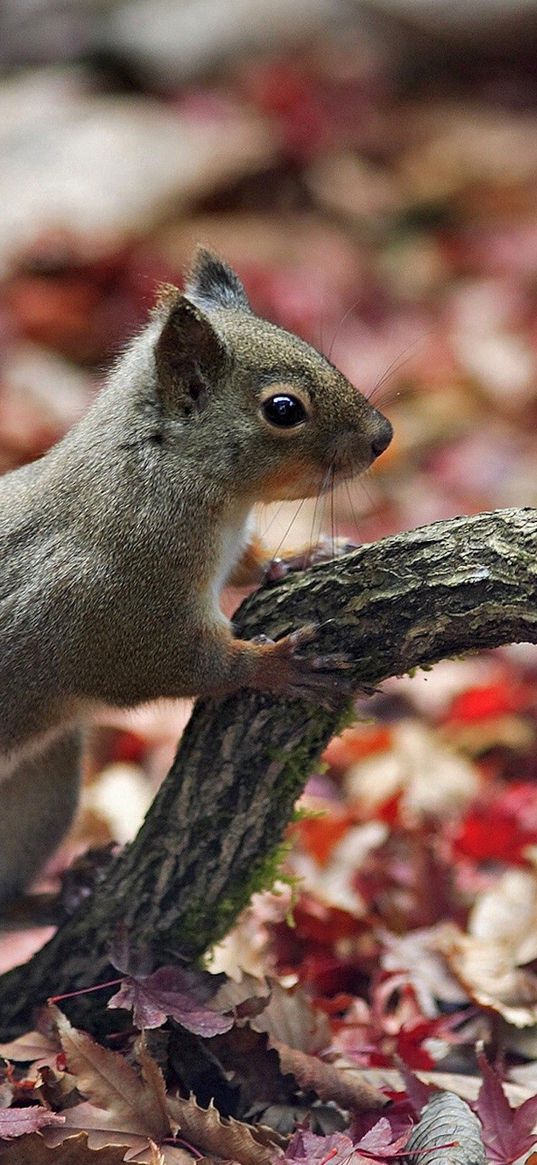 squirrel, branch, foliage, autumn