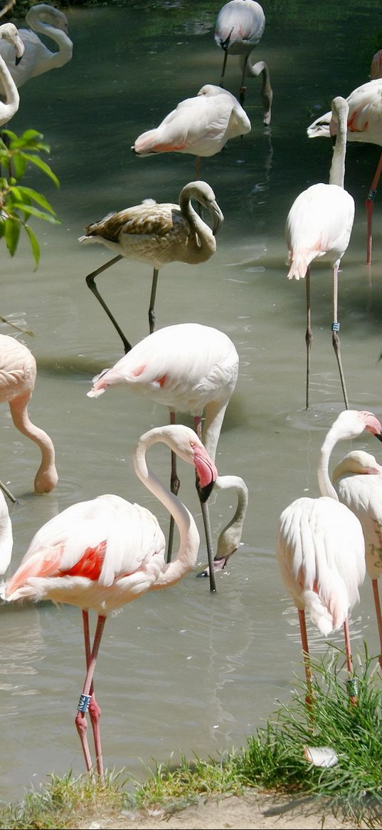 flamingos, many, birds, water, beach