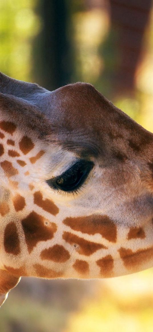 giraffe, head, face, mottled, hand, zoo