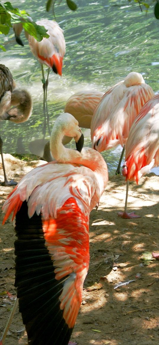 flamingos, birds, lots, land, sunlight