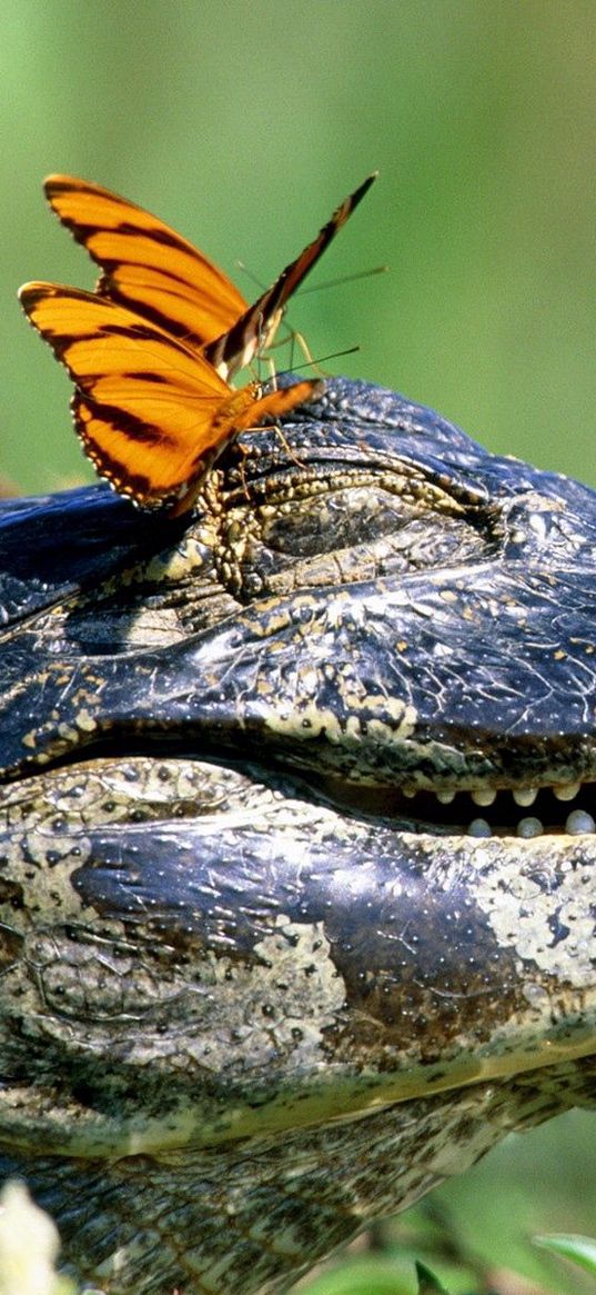 crocodile, snout, teeth, butterflies