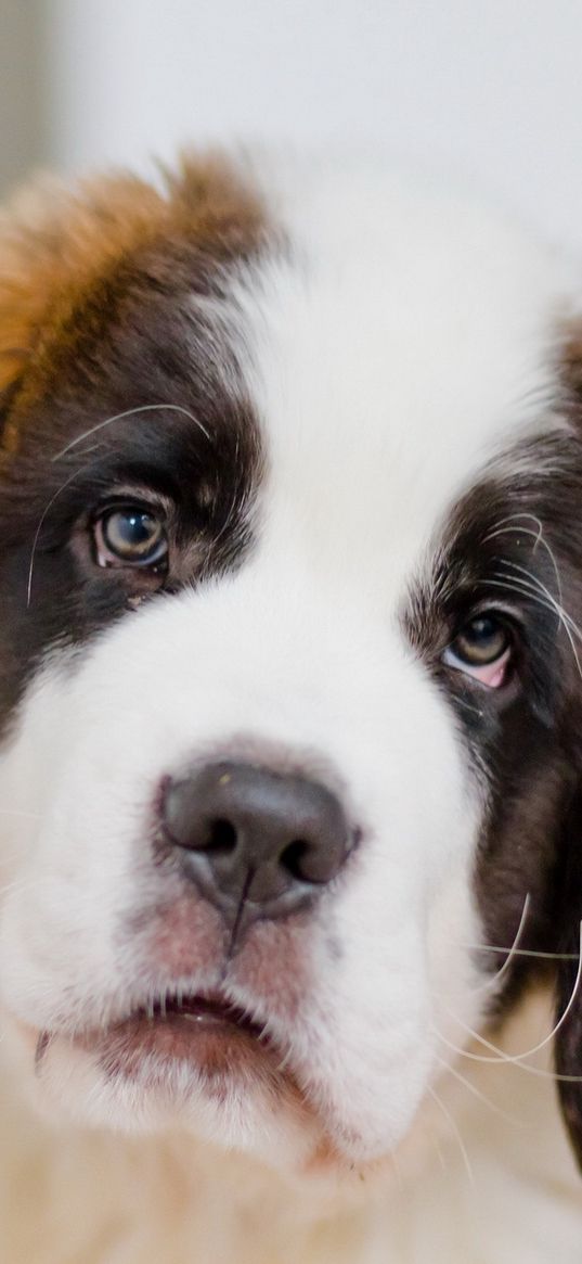 puppy, st bernard, face, eyes