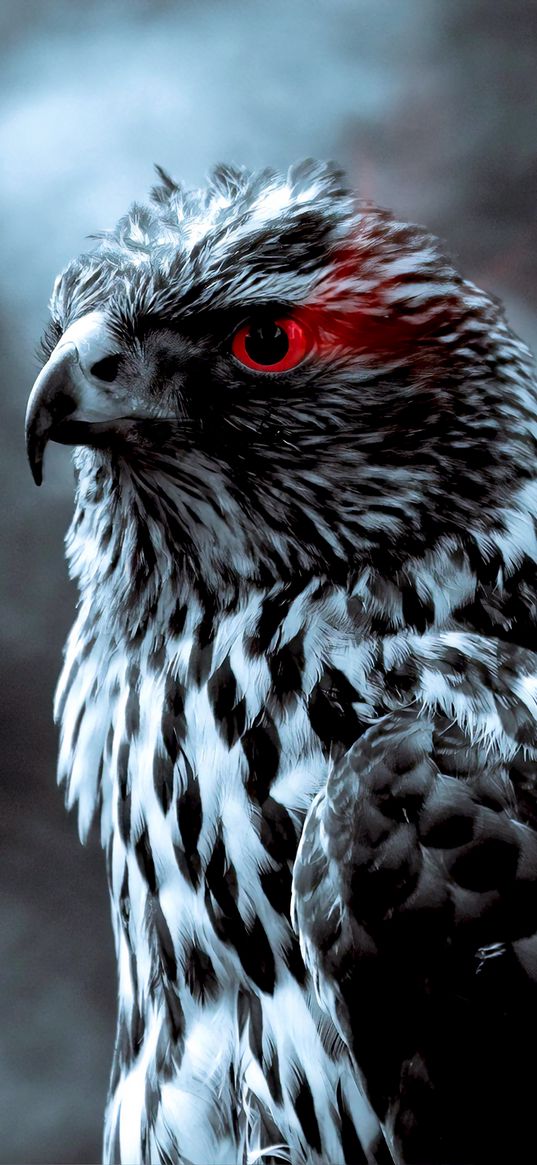 eagle, bird, predator, black and white, red