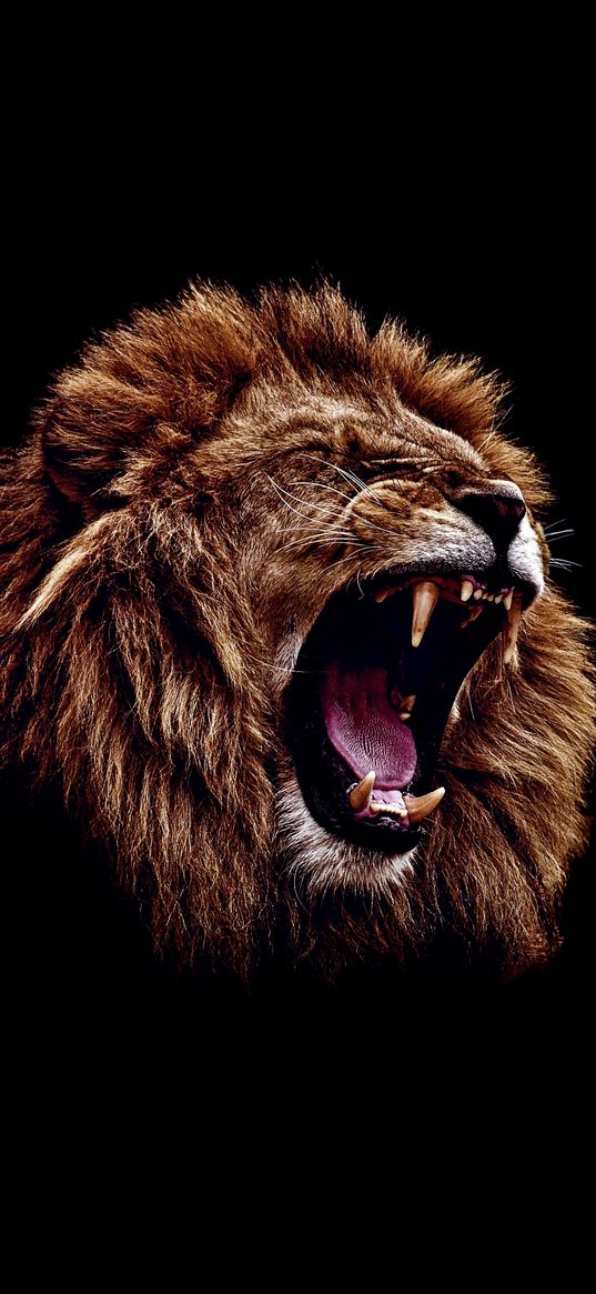 lion, predator, mouth, black background