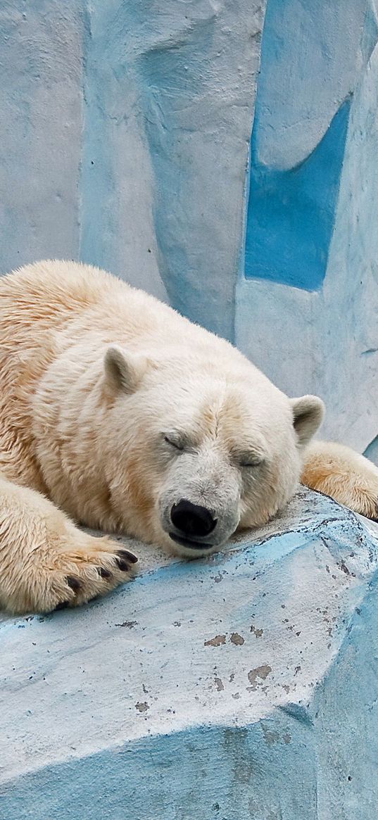 polar bear, ice, rest