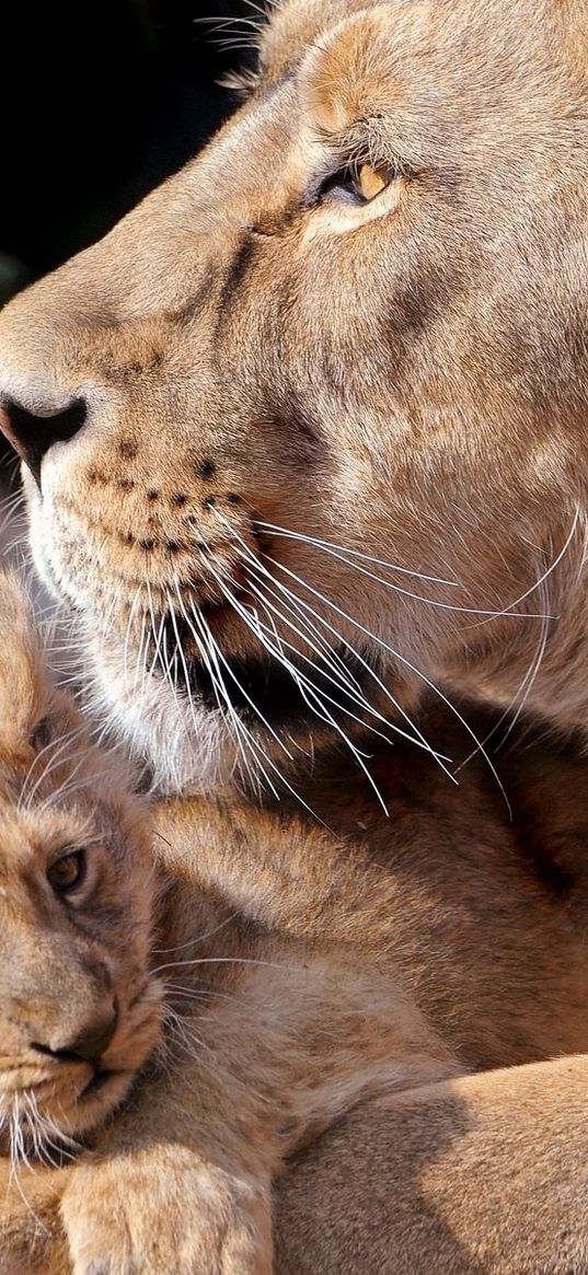 lions, cub, care