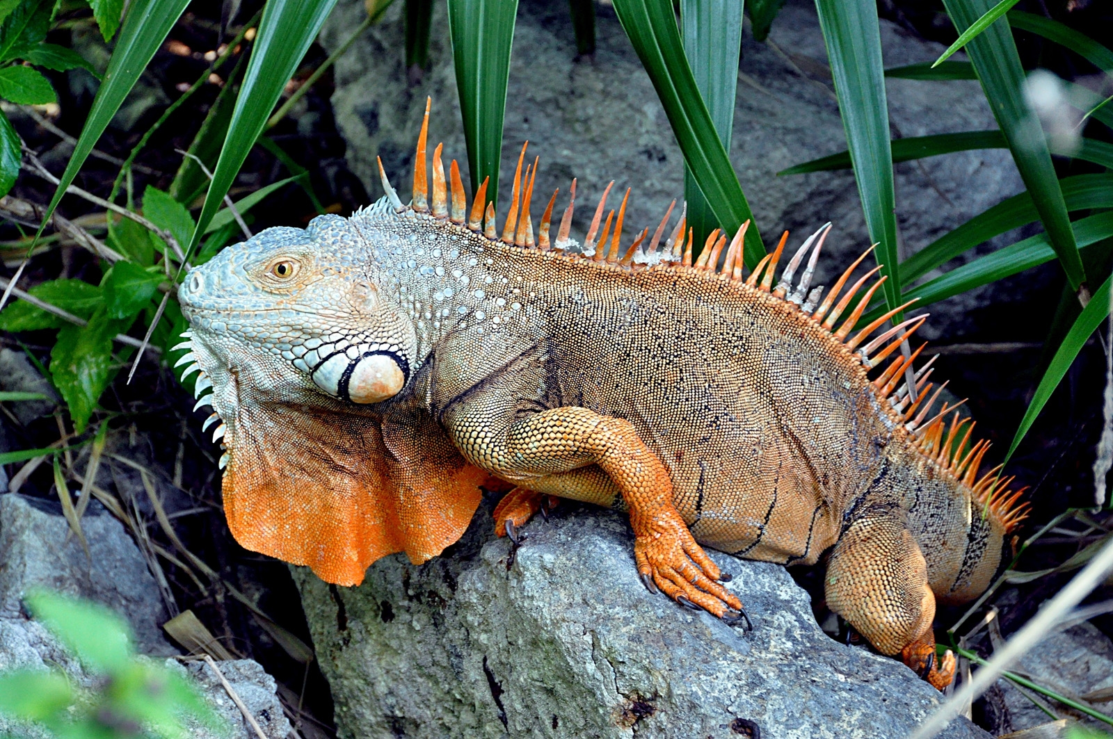 iguana, logs, grass, climb